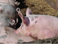 7 ways to reduce tail biting in pigs