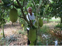 Mekong Delta farmers rush to plant Thai jackfruit despite risks