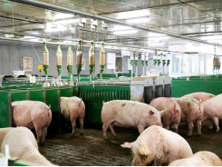 How to minimize sow stress, aggression in group housing