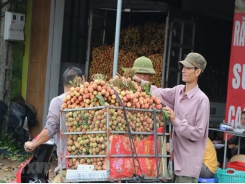 Hai Duong prepares to export fresh lychees to Japan