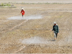 Sử dụng thuốc trừ cỏ an toàn và hiệu quả đầu vụ lúa Hè Thu