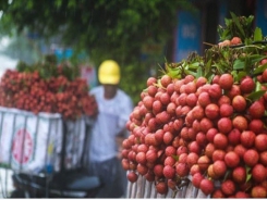 Bac Giang plans and produces 50 hectares of lychee to export to Japan