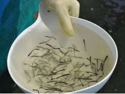 Loại và lượng thức ăn cho ấu trùng cá bớp