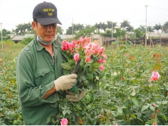 Covid-19 brings losses to flower growers