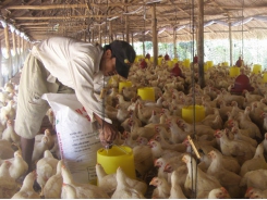 Price of poultry meat plummets