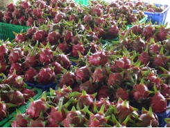 Dragon fruit price rises as export opportunities open up