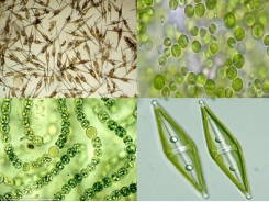 Lợi và hại của tảo trong ao tôm