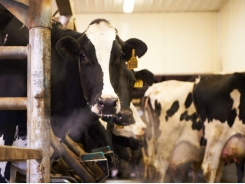 Adapt winter milking routines to keep milk quality high