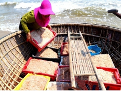 Quảng Nam fishermen enjoy bumper shrimp season