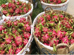 Long An exports 50 tonnes of dragon fruit by sea a day