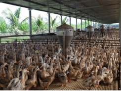 Duck farmers urged to meet biosafety standards