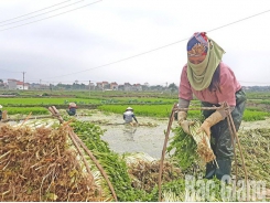 Hoang Luong expands cultivation area of VietGAP water dropwort