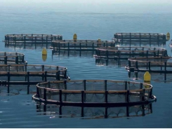 Ranh giới nuôi trồng thủy sản, phần 2: Ai sẽ bứt phá cho ngành công nghiệp cá hồi?