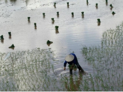 Vietnam rice exports seen up 6% this year to 6.75 million metric tons: food association