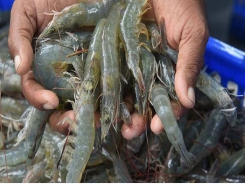 MPEDA plays down coronavirus impacts to Indian seafood exports