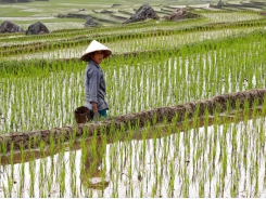 Asia Rice-Drought-hit Thailand's rates soar to 6-1/2 yr peak on supply dearth