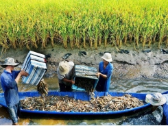 Soc Trang farmers earn high from shrimp-rice farming