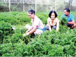60 percent of cultivation area in HCMC gets VietGAP certificate