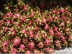 Long An: More than 100 tons of dragon fruits ‘exported’ every day by sea