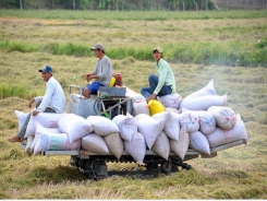 Joy for all, except farmers