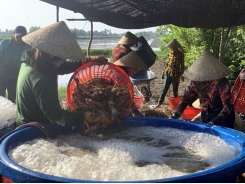 Kiên Giang expands lucrative shrimp-breeding models
