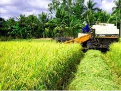 Rice farmers enjoy bumper harvest, high prices in Mekong Delta