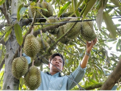 Bón phân BM nâng năng suất sầu riêng