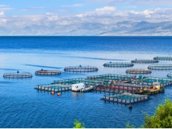 Fish vaccination - a vital tool to ensure sustainable aquaculture