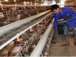 Bac Giang sees favorable sale of pigs and poultry, with stable prices