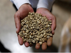 Vietnam Jan-Feb coffee exports likely down 18.5% y/y, rice down 31.4%