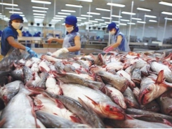 Hundreds of Vietnamese seafood firms permited to export to Taiwan