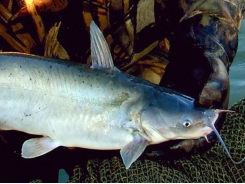 Cá da trơn lai mang lại ưu điểm về hiệu suất cho ngành cá da trơn Hoa Kỳ