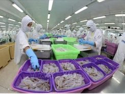 Vietnam to become world’s key shrimp producer