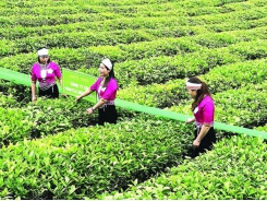 After an impressive start, tea exports are still fraught with anxiety