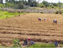 Tận dụng đất trống trồng nấm rơm, thu hàng chục triệu đồng/tháng