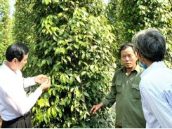 Pepper farmers in dire need for direction for consumption