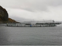 Salmon farmers mothball antiquated seal deterrent systems
