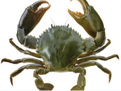 Trà Vinh - Favorable environment, farmers release sea crabs early