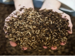Tại sao sản xuất côn trùng tác động không lớn đến tính bền vững của nuôi trồng thủy sản