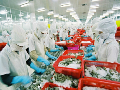 US removes anti-dumping duties on Vietnamese frozen shrimp products