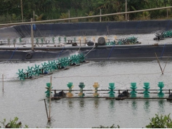 Tiền Giang aquaculture area, output edge up
