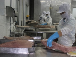 Tuna exports to EU grow thanks to trade deal