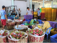 Price of dragon fruit increased sharply after Tet