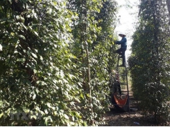 Public, private sectors partner to boost sustainable peppercorn industry