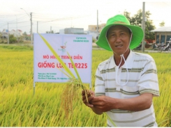 Giống lúa TBR225 liên tiếp cho năng suất cao trên xứ đồng ở Khánh Hòa