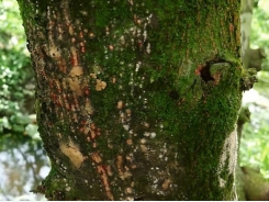 Cách phòng và trị bệnh thối gốc chảy mủ trên cây mít Thái