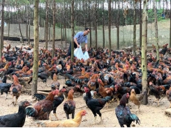 Barefoot billionaires - raising fowl, growing fruits