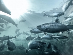 Study sheds light on the movements of escaped farmed salmon