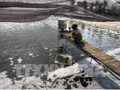 Bac Giang looks to build 130 high-tech intensive aquaculture models