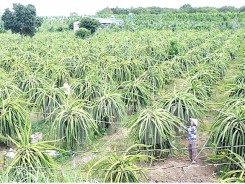 Farmers urged to use high-tech practices to enter global value chains